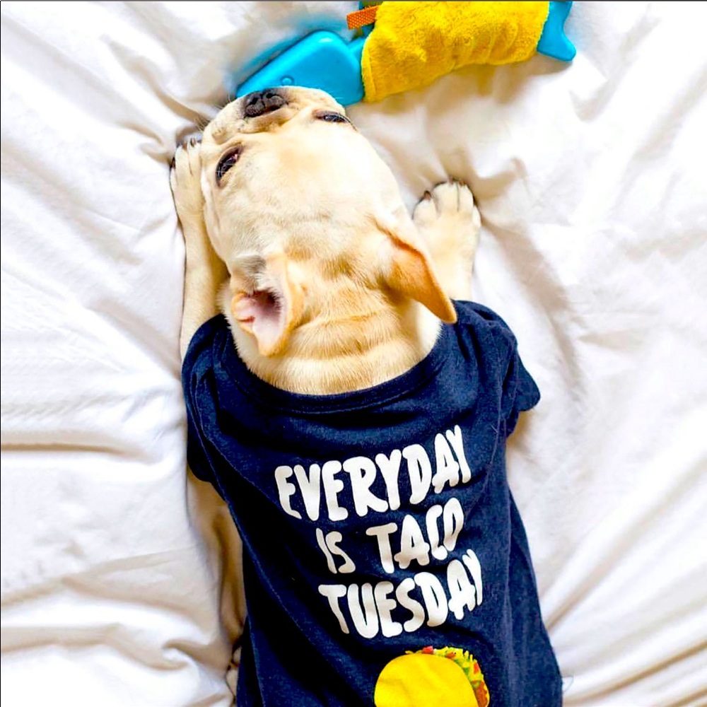 Fabdog Everyday is Taco Tuesday Dog Shirt Size 18"